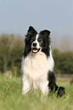 BORDER COLLIE 1406